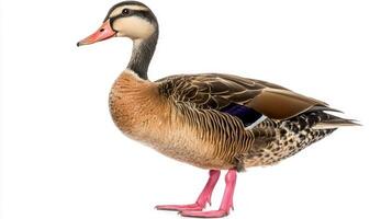 striking black-bellied whistling duck showcases its long neck and pink legs while standing near calm waters, exuding charm and grace in a serene environment. photo
