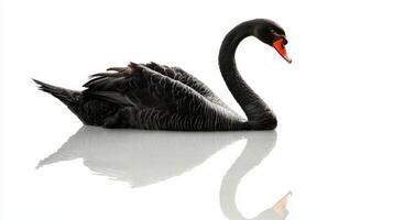 stunning black swan with a long, elegantly curved neck swims peacefully, its reflection mirrored in the still water, creating a sense of tranquility and grace. photo