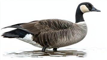 brent goose stands proudly near tranquil waters, its beautiful black-and-white feathers reflecting its natural elegance in a peaceful environment. photo
