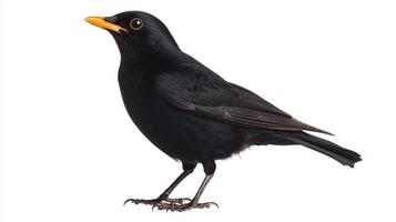 striking blackbird with shimmering feathers stands poised on the ground, illuminated by soft light, highlighting its sleek form and vibrant orange beak, embodying nature's beauty. photo