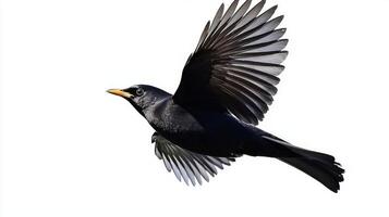 common blackbird glides effortlessly through the air, wings extended wide to reveal striking feather patterns, displaying freedom and vibrant life against a pristine white backdrop. photo