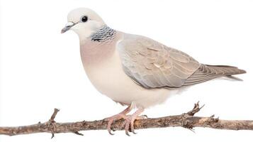collared dove stands elegantly on a branch, its soft grey plumage highlighted against a clean white background, capturing the essence of avian beauty. photo