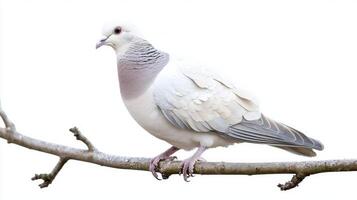collared dove rests peacefully on a slender branch, its soft grey feathers beautifully contrasting with the pure white background, exuding tranquility and elegance. photo