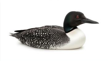common loon rests peacefully on calm water, displaying its characteristic black-and-white feathers. This aquatic bird captures the essence of serene natural beauty. photo