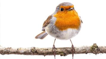 European robin stands proudly on a delicate branch, its bright orange chest contrasting beautifully with the minimalist white background, embodying the essence of woodland beauty. photo