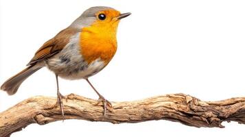 charming European robin stands on a branch, its bright orange chest striking against the pure white backdrop, highlighting the bird's exquisite beauty and detail. photo