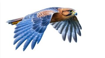 powerful falcon accelerates through the air, its wings partly tucked to enhance speed. The stark white background accentuates its striking features and vibrant plumage. photo