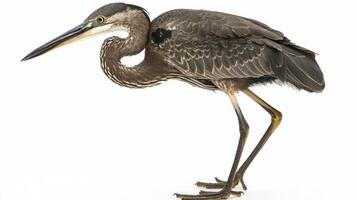 magnificent great blue heron stands tall with its long legs and neck extended, exuding grace and poise on a clean white background, emphasizing its natural elegance. photo