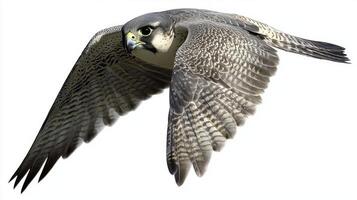 With wings elegantly tucked, a falcon accelerates through the air, embodying speed and precision against an unblemished white backdrop, a true marvel of nature. photo