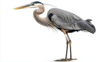 great blue heron stands majestically, its long neck extended and legs poised, expertly balancing on a clean white background, radiating grace and tranquility. photo