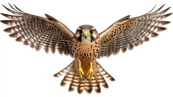 magnificent kestrel hovers effortlessly, its wings held perfectly still. The bird displays intricate patterns and striking features while showcasing its natural beauty. photo