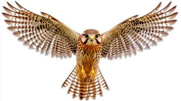 stunning display captures a lesser kestrel in mid-flight, wings fully extended, embodying the essence of freedom and grace above a blank canvas. photo
