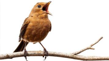 nightingale with an open beak sings melodiously while perched on a slender branch, showcasing its vibrant personality in a simple yet captivating setting. photo