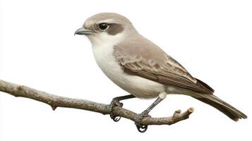 northern shrike rests elegantly on a slender branch, its hooked beak and striking plumage highlighted in isolation, capturing the essence of avian beauty. photo