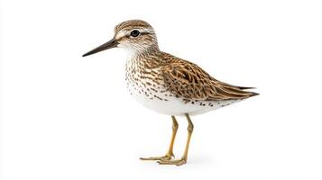 pectoral sandpiper displays its captivating brown-and-white feathers while standing near the water, highlighting its elegance and unique features in a serene setting. photo