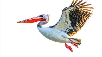 pelican glides elegantly, showcasing its impressive wingspan and distinctive long beak, embodying the essence of freedom in the clear sky. photo