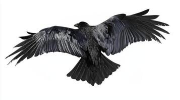 stunning raven glides effortlessly to showcase its stunning wingspan, highlighting the intricate feather details and the elegance of bird flight in the serene air. photo