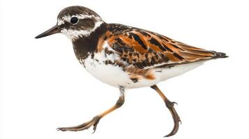 captivating bird walks gracefully, its short legs moving in rhythmic motion. The mottled plumage displays a beautiful mix of colors, set against a bright white backdrop. photo