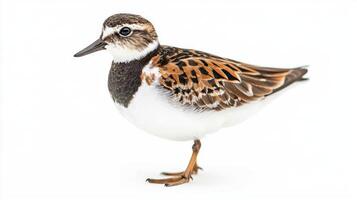 ruddy turnstone moves elegantly with its short legs, displaying intricate patterns of mottled plumage against a clean white backdrop, highlighting its natural beauty. photo