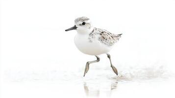 lively sanderling dashes playfully along the sandy shore, its soft white and gray feathers contrasting beautifully with the clear, bright backdrop of the environment. photo