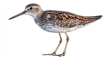 graceful sandpiper stands near tranquil waters, its long beak probing the sand while its vibrant plumage contrasts against the bright background, highlighting its beauty and grace. photo