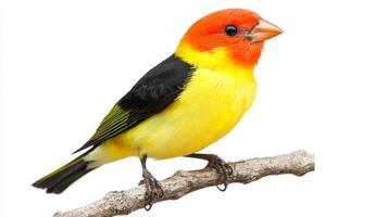 western tanager sits elegantly on a branch, its striking red and yellow feathers contrasting beautifully with the white surroundings, embodying the essence of nature's artistry. photo