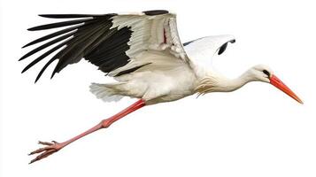 stunning white stork flies elegantly with its long legs trailing behind. Its feathers catch the light as it glides gracefully, embodying freedom and beauty in nature. photo