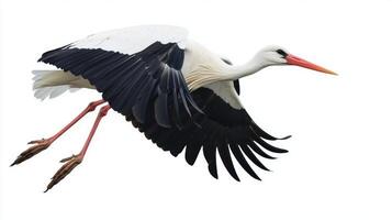 majestic white stork takes flight, showcasing its striking wingspan and long legs, embodying grace and freedom against a pure white background. photo