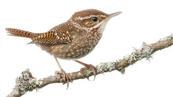 Perched gracefully on a branch adorned with moss, this small wren showcases its intricate plumage and curious demeanor, embodying the beauty of wildlife. photo