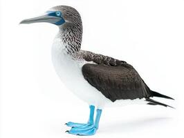 striking bird stands tall, flaunting its vivid blue feet and elegant white feathers, highlighting its unique beauty in a serene setting. photo