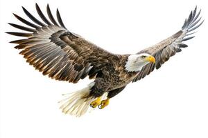 magnificent white-tailed eagle glides effortlessly through the air, its broad wings fully extended and feathers glistening against a bright, pure background, showcasing unmatched elegance. photo