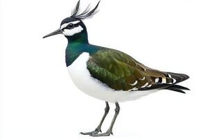 northern lapwing stands elegantly, showcasing its striking green and black plumage against a crisp white backdrop, embodying the beauty of nature. photo