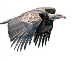 impressive vulture glides effortlessly, its broad wings unfurled, embodying freedom and power as it navigates the skies, leaving a striking impression against a white backdrop. photo