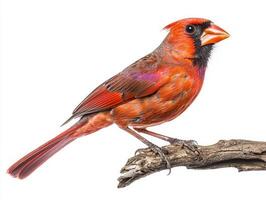 northern cardinal sits elegantly on a branch, displaying its brilliant red feathers and sharp beak. The tranquil setting highlights its beauty against the bright white background. photo