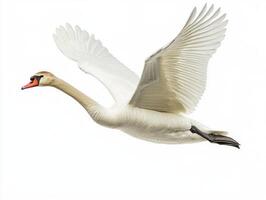 With its wings fully extended, a beautiful swan takes to the skies, exuding elegance and freedom while contrasting against the pristine white backdrop. photo
