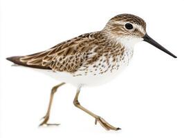 western sandpiper strides along the shoreline, its small frame and distinctive long beak highlighted against a clean, white backdrop, evoking a sense of natural beauty. photo