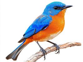 beautiful western bluebird rests on a twig, flaunting its bright blue and orange feathers. The delicate bird creates a striking contrast with the soft white background. photo