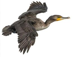 magnificent great cormorant glides effortlessly, its long wings fully extended and sharp beak poised, embodying the elegance of avian flight. photo