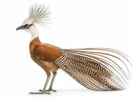 Bathed in light, a lyrebird displays its magnificent long tail feathers, standing tall and poised. Its vibrant plumage and intricate patterns capture the essence of avian beauty. photo