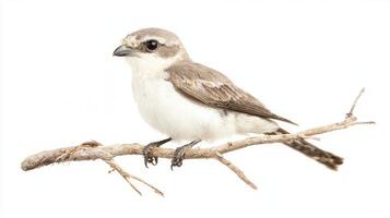 northern shrike rests elegantly on a branch, its hooked beak prominently displayed. The bird's soft plumage contrasts beautifully with the white background, highlighting its form. photo
