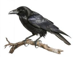 solitary crow sits elegantly on a branch, its glossy black feathers glimmering as it surveys its surroundings. The simplicity of the white background highlights its captivating beauty. photo