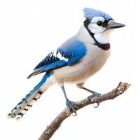 blue jay sits elegantly on a branch, its feathers fluffed up and displaying a beautiful contrast of blue and white. The bird is isolated against a clean white backdrop, emphasizing its vivid colors. photo