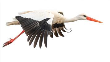 striking white stork soars gracefully through the air, its long legs trailing behind as it navigates the sky, embodying freedom and elegance in motion. photo