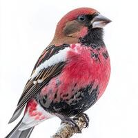 striking white-winged crossbill is perched elegantly on a branch, revealing its unique crossed bill and bold red-and-black feathers. The pristine white background accentuates its beauty. photo