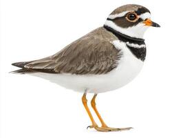 common ringed plover stands elegantly on the shore, its striking orange beak and bold black neck band catching the eye. The bird is poised and alert, embodying the spirit of its habitat. photo