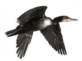 cormorant takes flight, showcasing its impressive wings and glossy black feathers, embodying freedom and elegance against a stark white background. photo