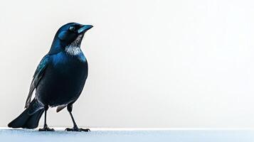 blackbird stands gracefully on the ground, its glossy black feathers shimmering softly in the light, creating a striking contrast with the white background. photo