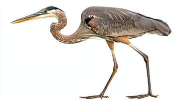 majestic great blue heron stands tall, showcasing its long legs and neck, embodying grace and poise in a beautifully isolated setting. photo
