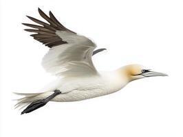 Soaring effortlessly against a clean backdrop, the northern gannet displays its elegant wings and striking color contrast, embodying the beauty of avian flight. photo