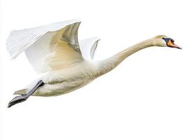Gliding effortlessly through the air, a magnificent swan showcases its long, powerful wings in full extension, embodying the essence of freedom and beauty in nature. photo